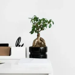 Bonsaiträd - Ficus microcarpa - Höjd 30-40cm - ⌀12cm