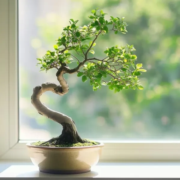 Bonsaiträd S-formad - Zelkova serrata - Höjd 20-25cm - ⌀15cm