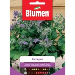 BORRAGINE FRÖN BLOMMOR TRÄDGÅRD