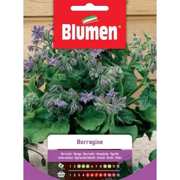 BORRAGINE FRÖN BLOMMOR TRÄDGÅRD