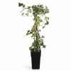 Broktbladig Murgröna 'Dentata Variegata' Ø15 cm, 65 cm