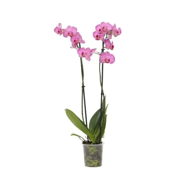 Clearance Brudorkidésläktet - Phalaenopsis - Höjd 50-60cm - ⌀12cm Krukväxter Inomhus