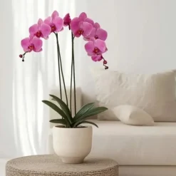 Clearance Brudorkidésläktet - Phalaenopsis - Höjd 50-60cm - ⌀12cm Krukväxter Inomhus