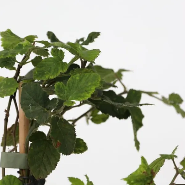 Bärväxter - Set om 4 - Rubus, rubrum, Uva, Fructosus - Höjd 25-40cm - ⌀9cm