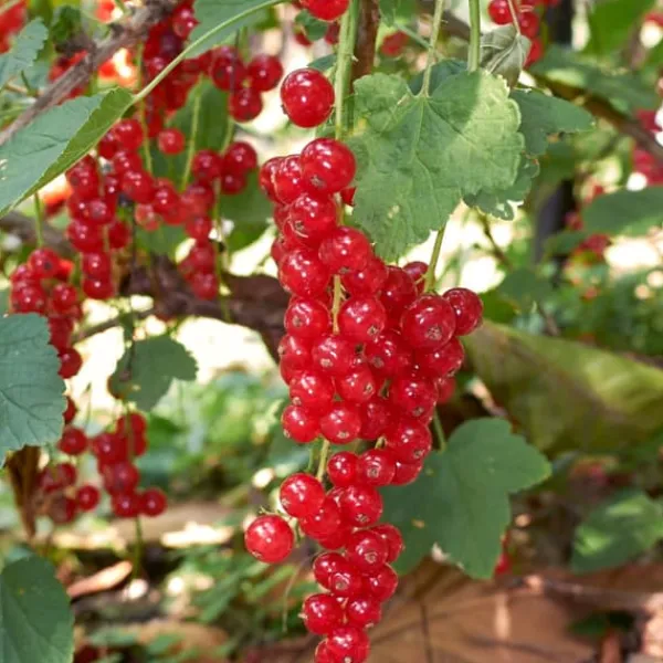 Bärväxter - Set om 8 - Rubus, rubrum, Uva, Fructosus - Höjd 25-40cm - ⌀9cm