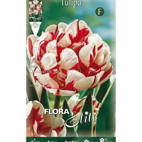 Hot BULBER AUTUMNA TULPAN DUBBELT BLOMMA CARNAVAL DE NICE FÖRPACKNING MED 7 BULBER Fröer & Lökar