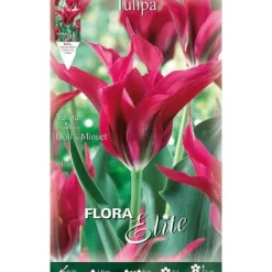 BULBERR AUTUNNA TULIPAN VIRIDIFLORA DOLL'S MINUET FÖRPACKNING MED 7 BULBER BULBS BULBS