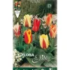 BULBERV AUTUMN TULPAN GREIGII MIX FÖRPACKNING MED 10 BULBER BULBS BULBES Fröer & Lökar