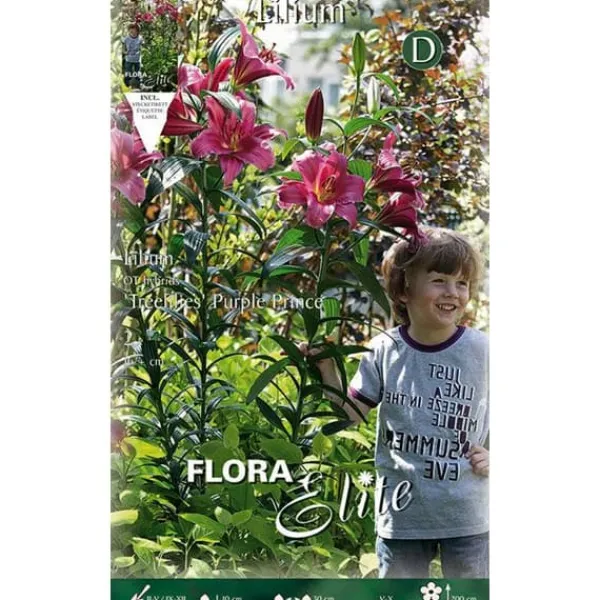 BULBI AUTUNNALI LILIUM GIGANTE PURPLE PRINCE FÖRPACKNING 2 BULBI BULBS BULBES