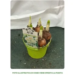 BULBI NARCISSUS BRIDAL CROWN VASO 12CM BLOMSTERBULB