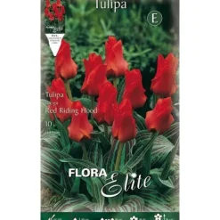 BULBIFORES AUTUMNÄRA AV TULPAN GREIGII RIDING HOOD FÖRPACKNING MED 10 BULBIFORES BULBS BULBES