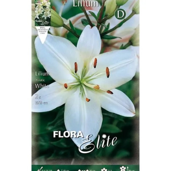 BULBPRIMÖRER LILIUM ASIATISK VITT FÖRPACKNING MED 2 BULBER