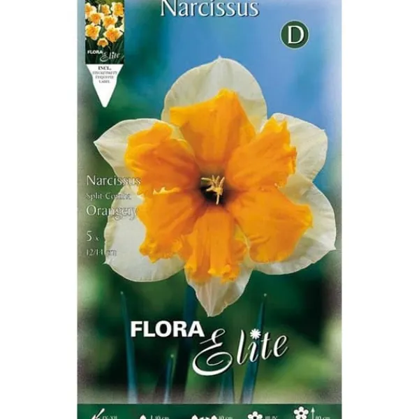 BULBVARIANTER AUTUNNALE NARCISSUS SPLIT CORONA ORANGERI FÖRPACKNING MED 5 BULBERS BULB VARIANTER