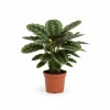 Calathea Zebrina – Påfågel växt – Höjd ca 80cm – Ø19