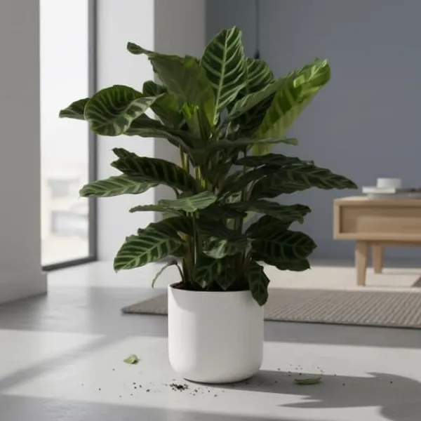 Calathea Zebrina – Påfågel växt – Höjd ca 80cm – Ø19