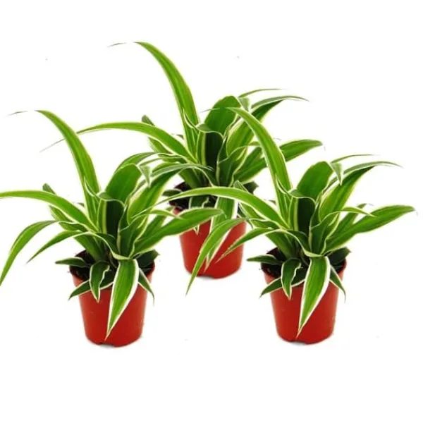 Best Chlorophytum Mini, set om 3, grönt lilja Krukväxter Inomhus