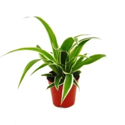 Best Chlorophytum Mini, set om 3, grönt lilja Krukväxter Inomhus