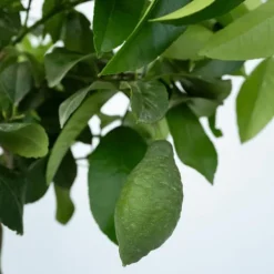 Sale Citronträd - Citrus limon - Höjd 60-70cm - ⌀19cm Träd