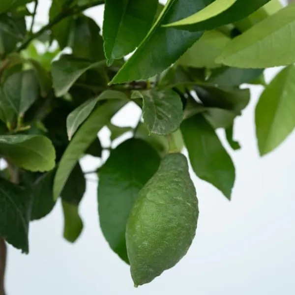 Citronträd - Citrus limon - Höjd 60-70cm - ⌀19cm