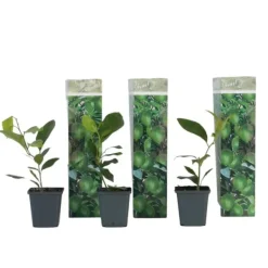 Citronträd - Set om 3 - Citrus limon - Höjd 25-40cm - ⌀9cm