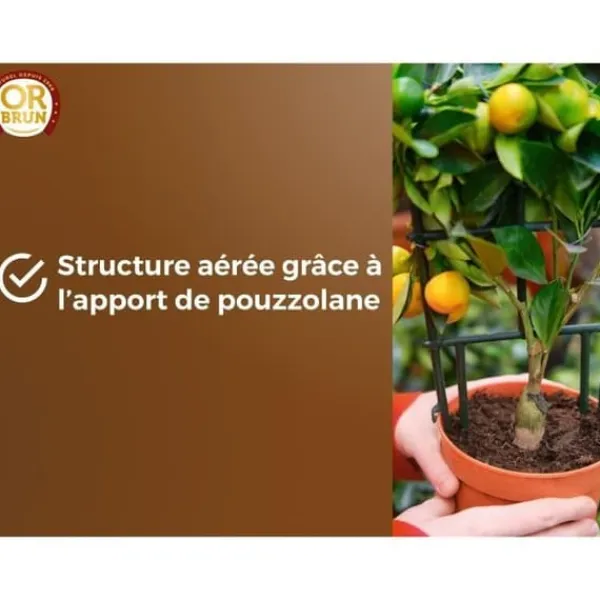 Best Citrus- och medelhavsväxter Jord - BRUNT GULD - OBRTAGR6U - 6L - Olivträd Palmer och cycas Jord & Sand