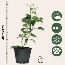 Citrusväxter - Set om 6 - Citrus limon - Höjd 25-40cm - ⌀9cm