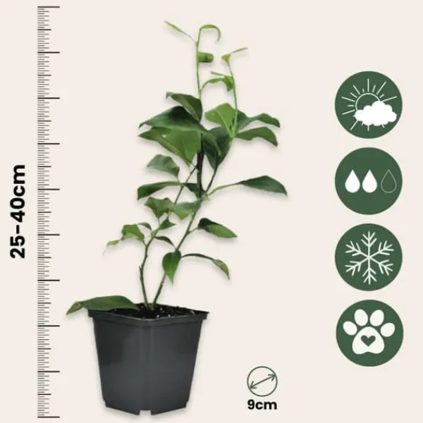 Citrusväxter - Set om 6 - Citrus limon - Höjd 25-40cm - ⌀9cm