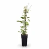 Clematis Hagley Hybrid, röd, kruka Ø15 cm, Höjd ca 65 cm Trädgårdsväxter