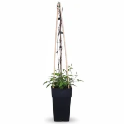 Clearance Clematis Justa Klätterväxt Ø15 cm Höjd ca 65 cm Trädgårdsväxter