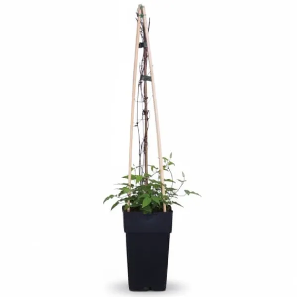 Clearance Clematis Justa Klätterväxt Ø15 cm Höjd ca 65 cm Trädgårdsväxter