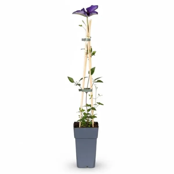 Clematis Lila Klätterväxt Ø15 cm Höjd ca 65 cm