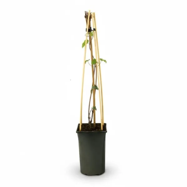 Discount Clematis Nelly Moser, Krukstorlek Ø17 cm, Höjd ca 75 cm Trädgårdsväxter