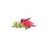 Best Click & Grow Smart Garden refill Cockscomb 3st Blommor