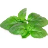 Click & Grow Smart Garden refill Marseille Basil 3st
