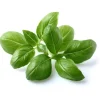 Click & Grow Smart Garden refill Basil 3st