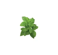 Discount Click & Grow Smart Garden refill Dwarf Basil 3st Kit För Växt- & Örtplantering