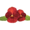 New Click & Grow Smart Garden Refill Red Pansy 3st Blommor