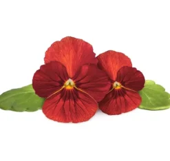 New Click & Grow Smart Garden Refill Red Pansy 3st Blommor