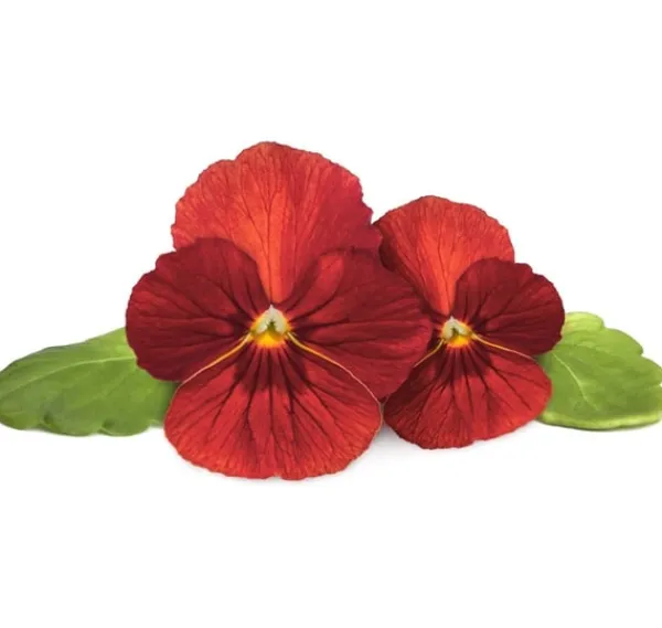 New Click & Grow Smart Garden Refill Red Pansy 3st Blommor