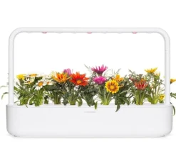 Click & Grow Smart Refill Gasania 3st