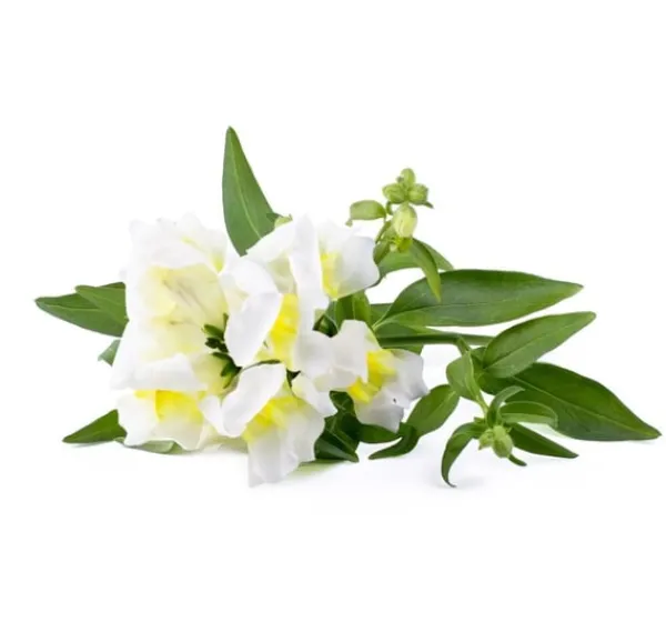 Click & Grow Smart Refill White Snapdragon 3st Blommor