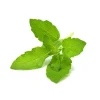 Discount Click and Grow - Smart Garden Refill 3-pack - Holy Basil (SGR66X3) Kit För Växt- & Örtplantering