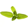 Click and Grow - Smart Garden Refill 3-pack Garden Sage
