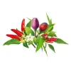 Click and Grow - Smart Garden Refill 9-pack Chili Pepper Mix