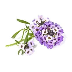 Click and Grow Smart Garden Refill 3-pack - Strandkrassing Blommor