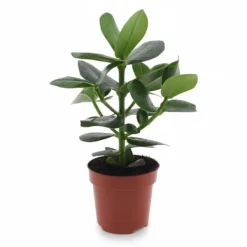 Discount Clusia Rosea Krukväxt Ø12 cm, Höjd ca 15 cm Krukväxter Inomhus