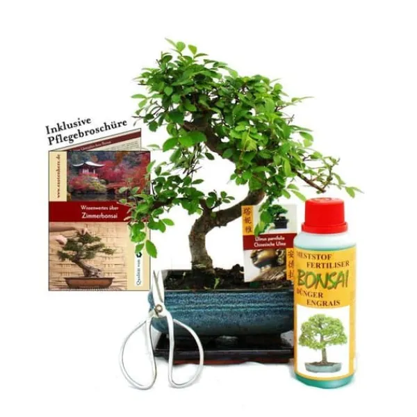 Coffret Bonsaï Bonsaï "Ulmus" - Kinesisk Elm - ca 6 år - nybörjarset