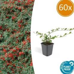 Hot Couvre-sol - Cotoneaster dammeri - Cotoneaster nain - Kruka på 9 cm - Set med 60 växter Buskar