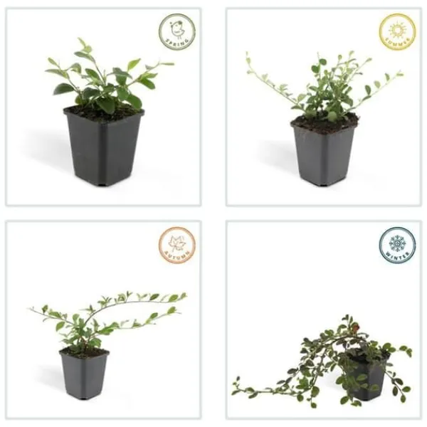 Hot Couvre-sol - Cotoneaster dammeri - Cotoneaster nain - Kruka på 9 cm - Set med 60 växter Buskar