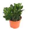 New Crassula portulacea - pengarträd - stor krukväxt i 12 cm Krukväxter Inomhus